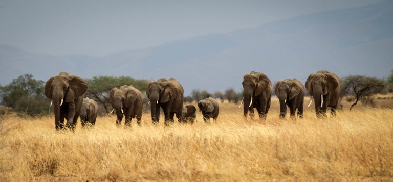 3-Day Serengeti Safari