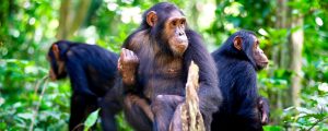 Mingle with chimps at the Gombe National Park
