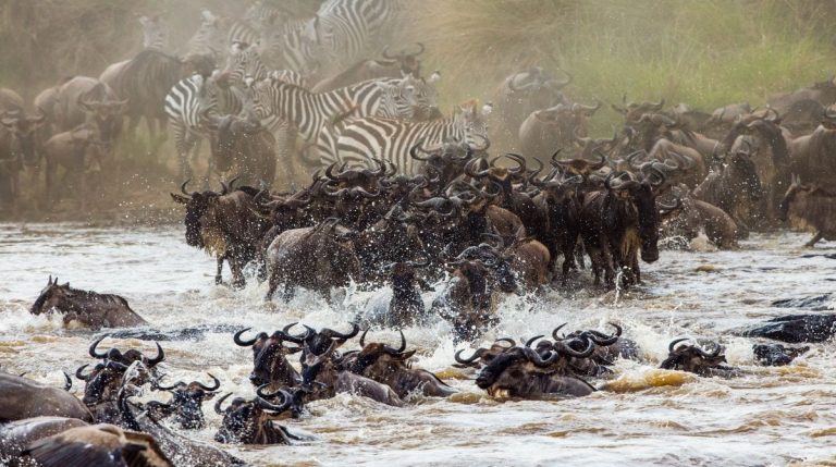6-Days Serengeti Great Migration Safari