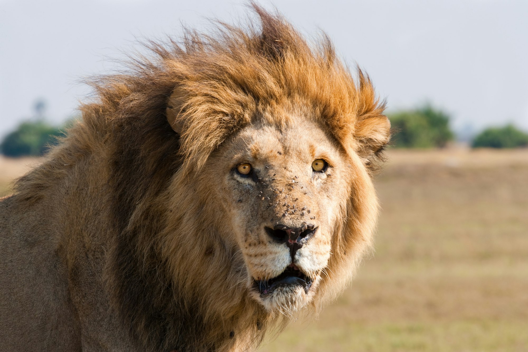 African lion male, Botswana