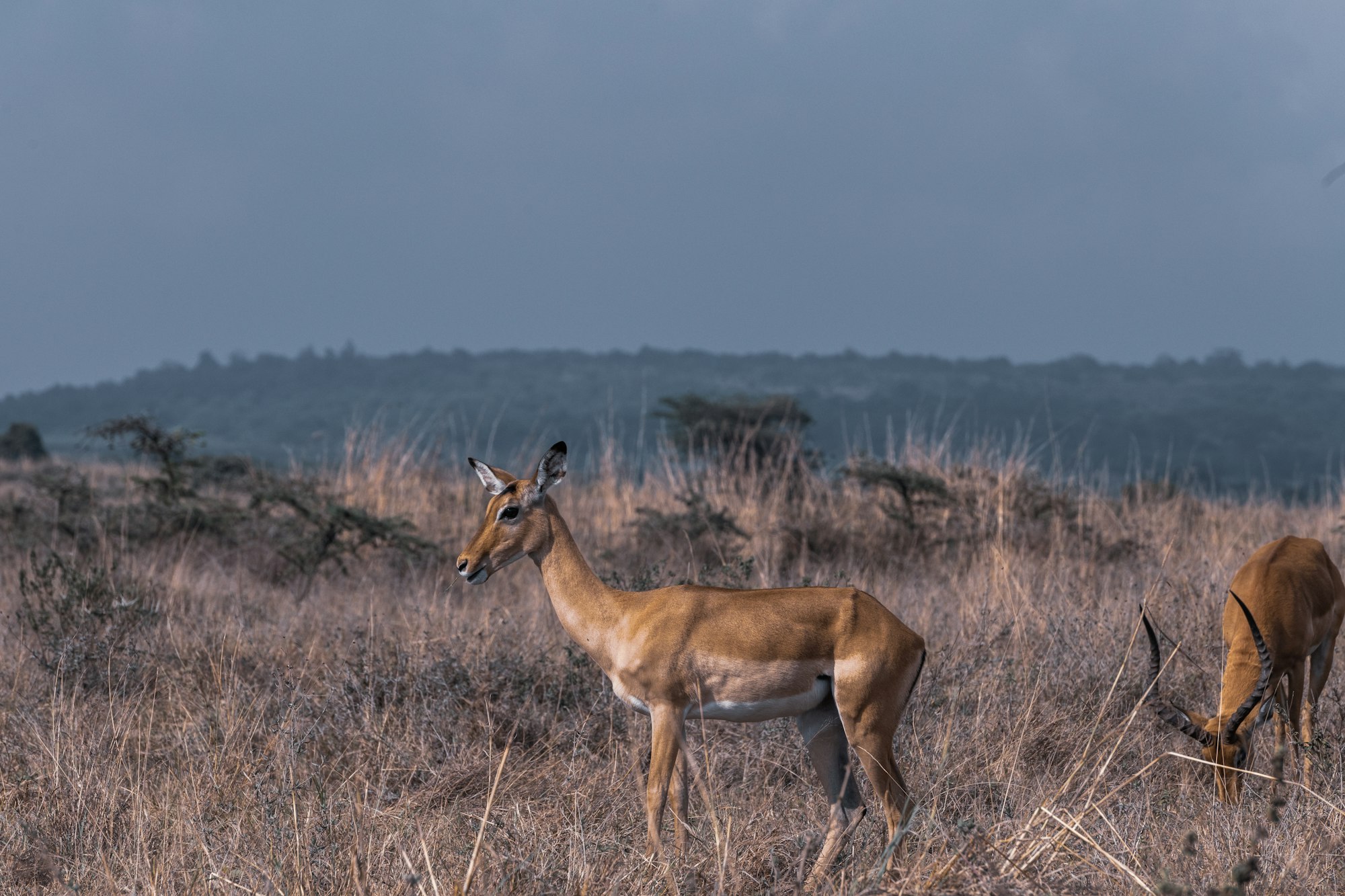 Impala African Antelope Wildlife Animals Savannah Grassland