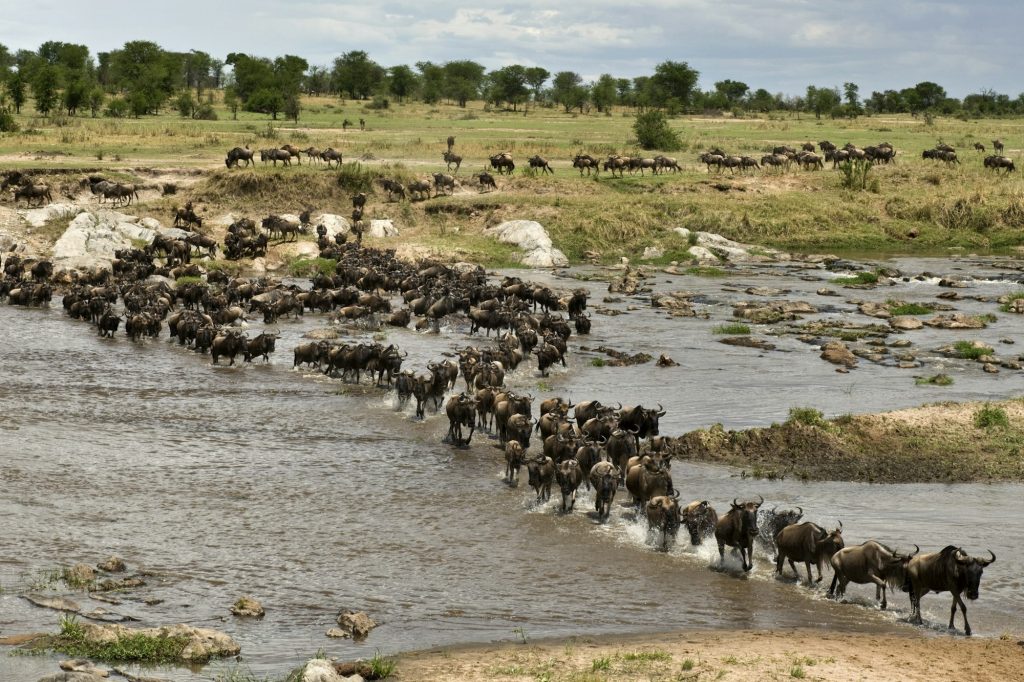 Wildebeest, crossing river Mara, Serengeti National Park, Serengeti, Tanzania, Africa