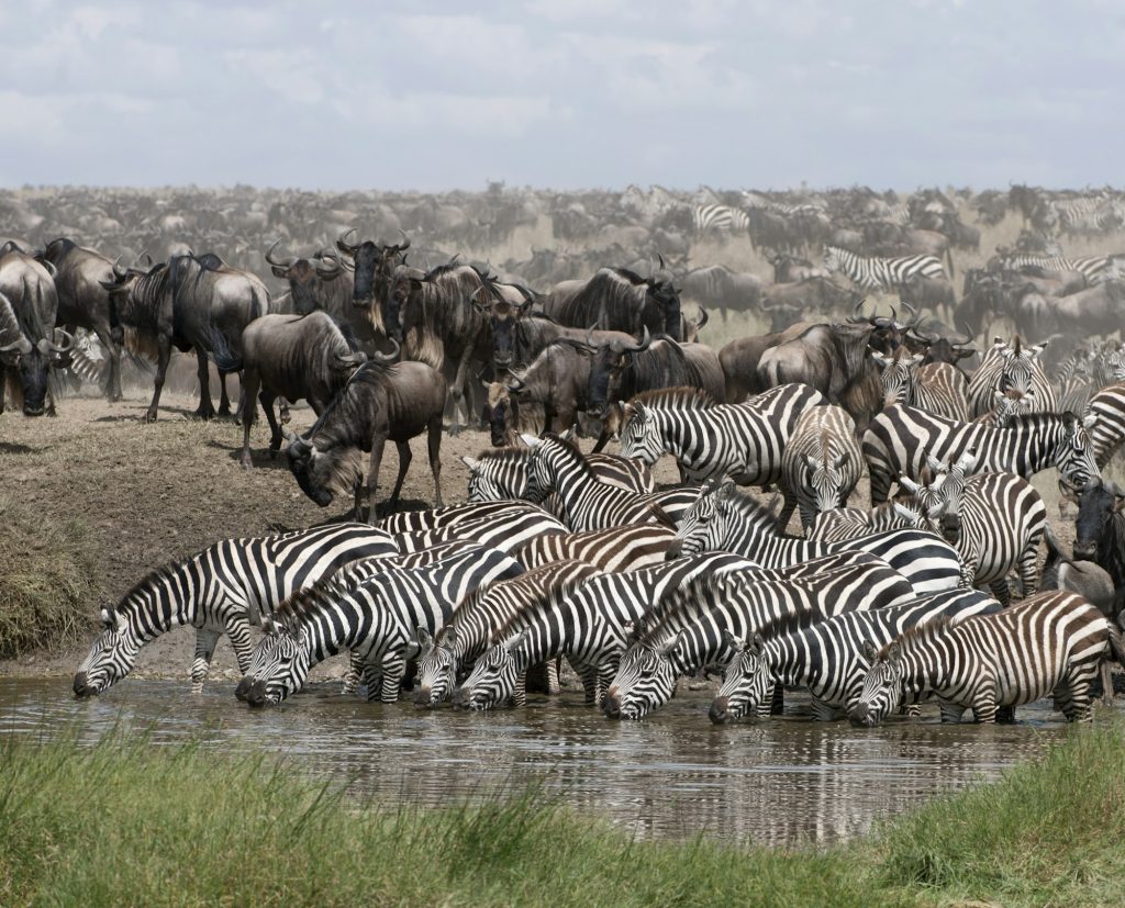 Zebras drinking at the Serengeti National Park, Tanzania, Africa