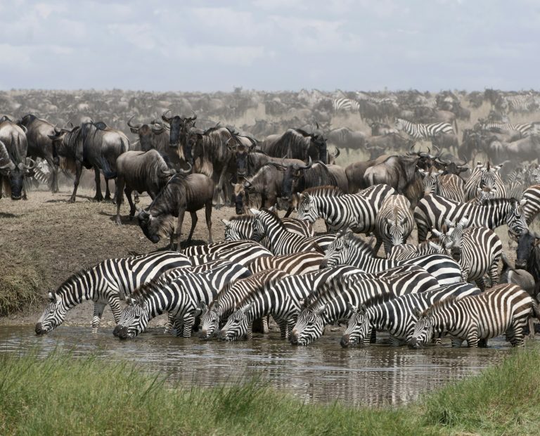 Classic Serengeti Safari 7 Days