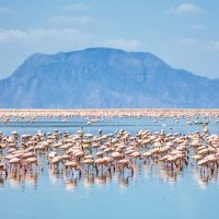 flamingoes-lake-natron-tanzania